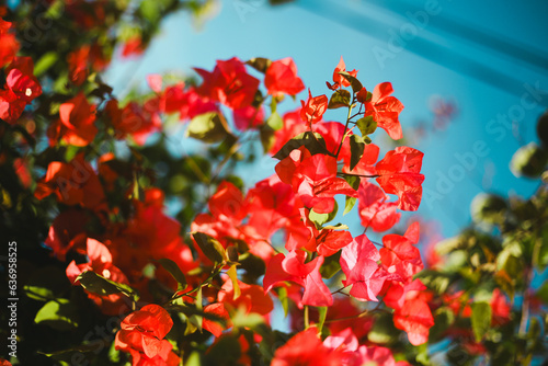summer 
