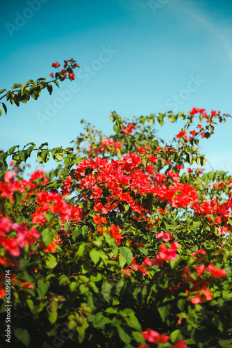 summer 