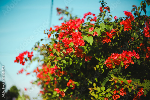 summer 