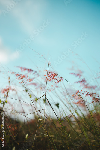 summer 