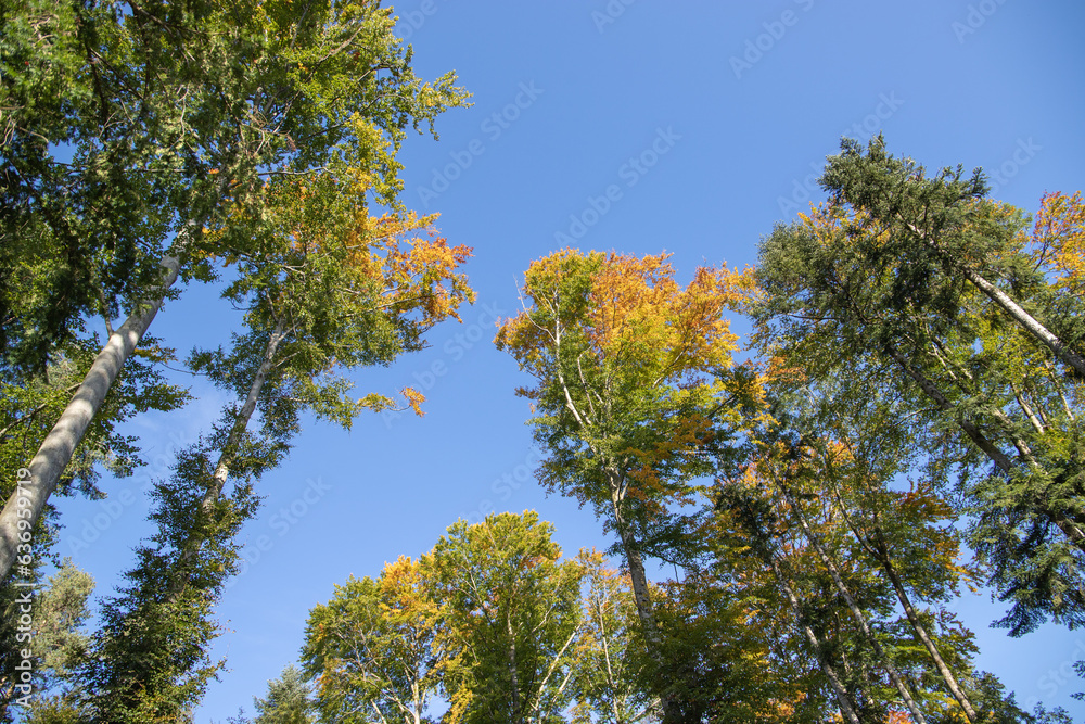 Obraz premium Bergwelt im Herbst