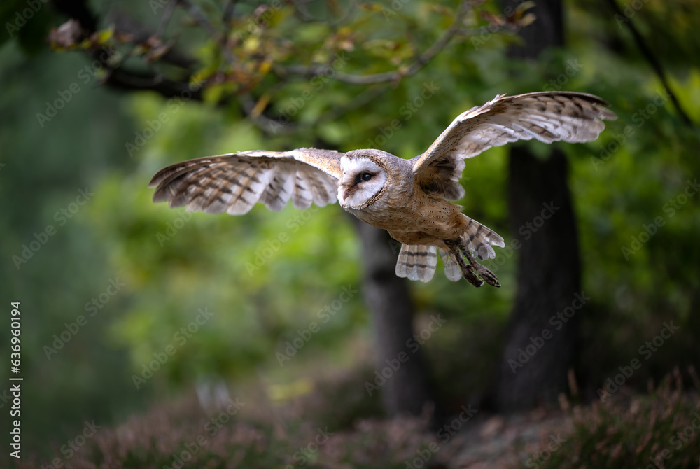 Fototapeta premium The barn owl spread its wings to take off.