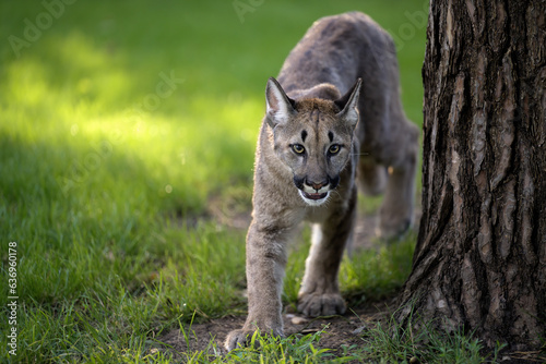 American cougar kitten playing in the meadow.