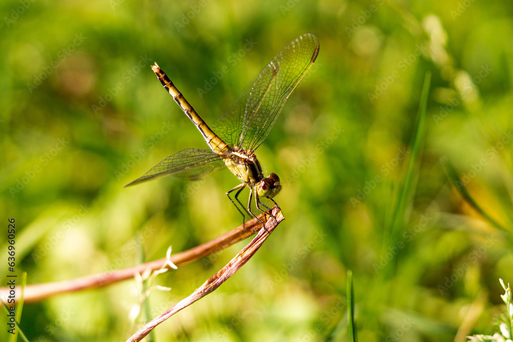 dragonfly resting on a leaf dragonfly resting on a leaf