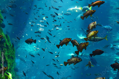 水族館　水槽の中を中を気持ちよさそうに泳ぐ魚たち © FURISHO