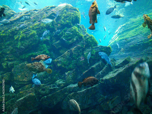 水族館 水槽の中を中を気持ちよさそうに泳ぐ魚たち