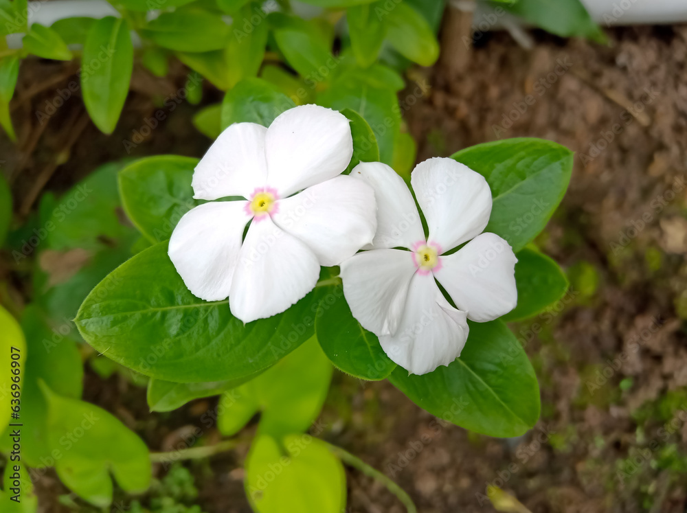 White colour periwinkle in garden White colour periwinkle in garden