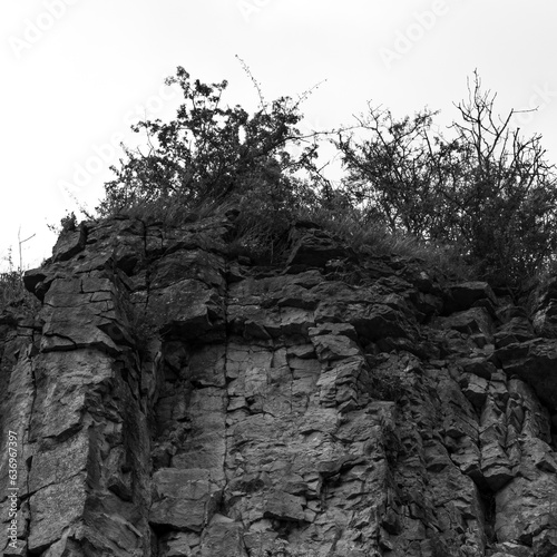 tree on rock wall from quarrying 