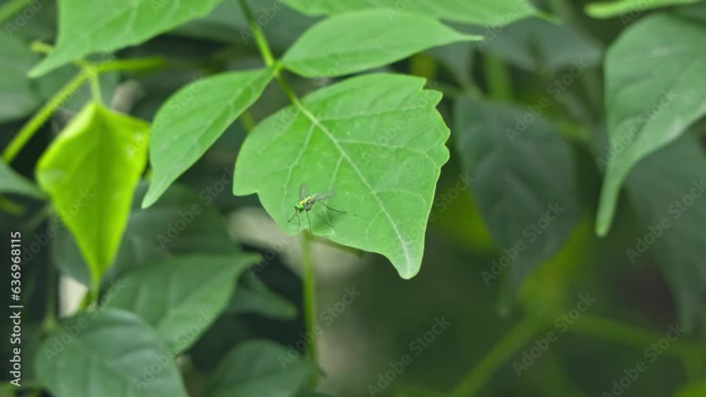 A macro view of dolichopodidae,long-legged fly or metallic green fly on leaf A macro view of dolichopodidae,long-legged fly or metallic green fly on leaf