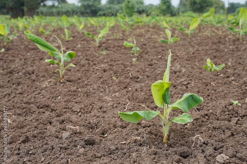Banana tree Bunch of bananas in fields Banana tree Bunch of bananas in fields