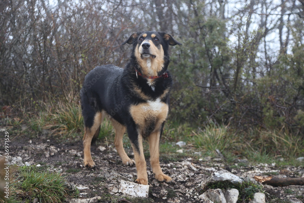 Mahiky chien berger beauceron