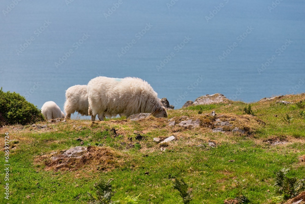 sheep in the field and sea