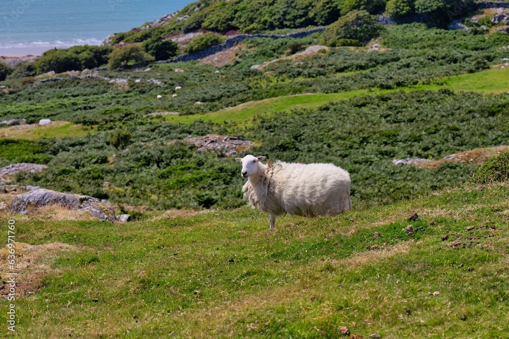 sheep in the mountains and green grass