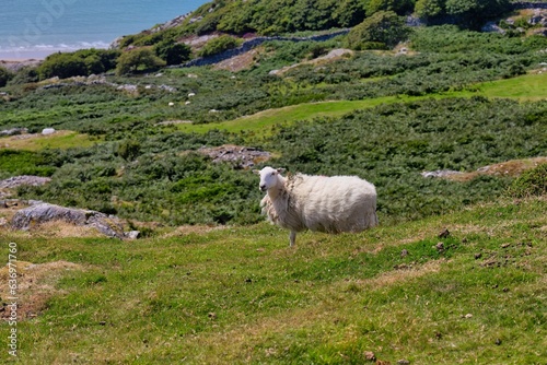 sheep in the mountains and green grass
