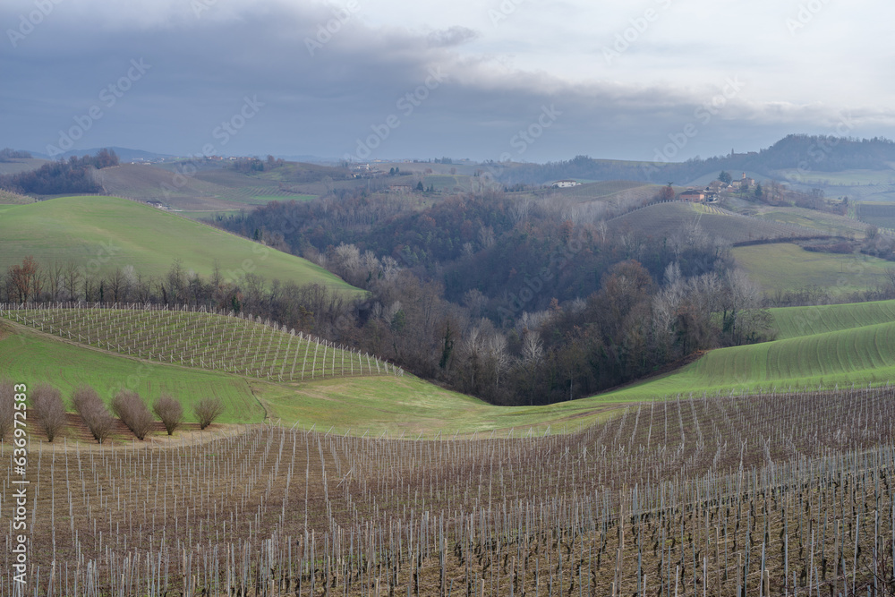 Rural landscape of vines and hills in Langhe, Italy