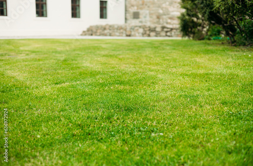 Close up view of a lawn level. Summertime season, selective focus. Green grass natural background. Field for mock up