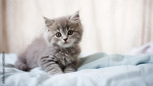 cute cat lying at home in a room and looking at the camera, caring for animals