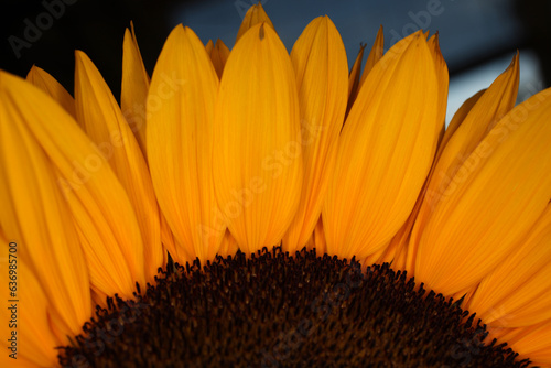 Partial view of the flower of Helianthus annuus.