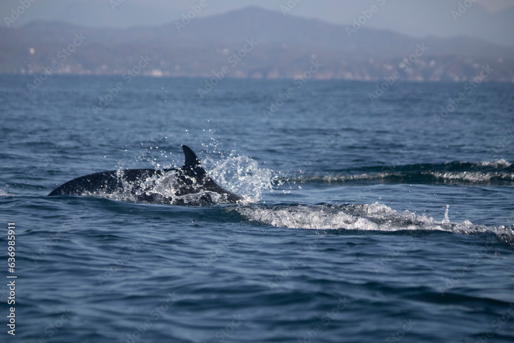 Fototapeta premium Dauphin