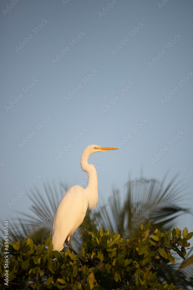 Grande Aigrette Grande Aigrette