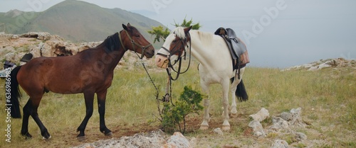 Foto The white brown domestic horses grazes on meadow in rocky steppe area