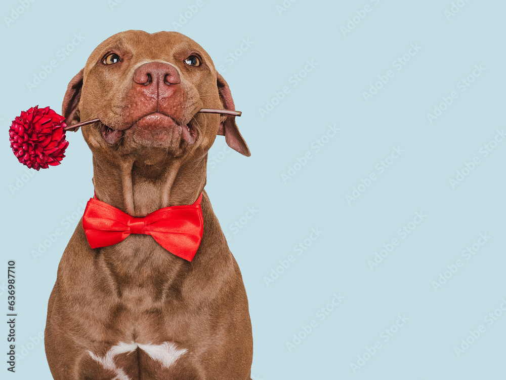 Cute brown dog, bow tie and bright flower. Close-up, indoors. Studio shot. Congratulations for family, relatives, loved ones, friends and colleagues. Pets care concept Cute brown dog, bow tie and bright flower. Close-up, indoors. Studio shot. Congratulations for family, relatives, loved ones, friends and colleagues. Pets care concept