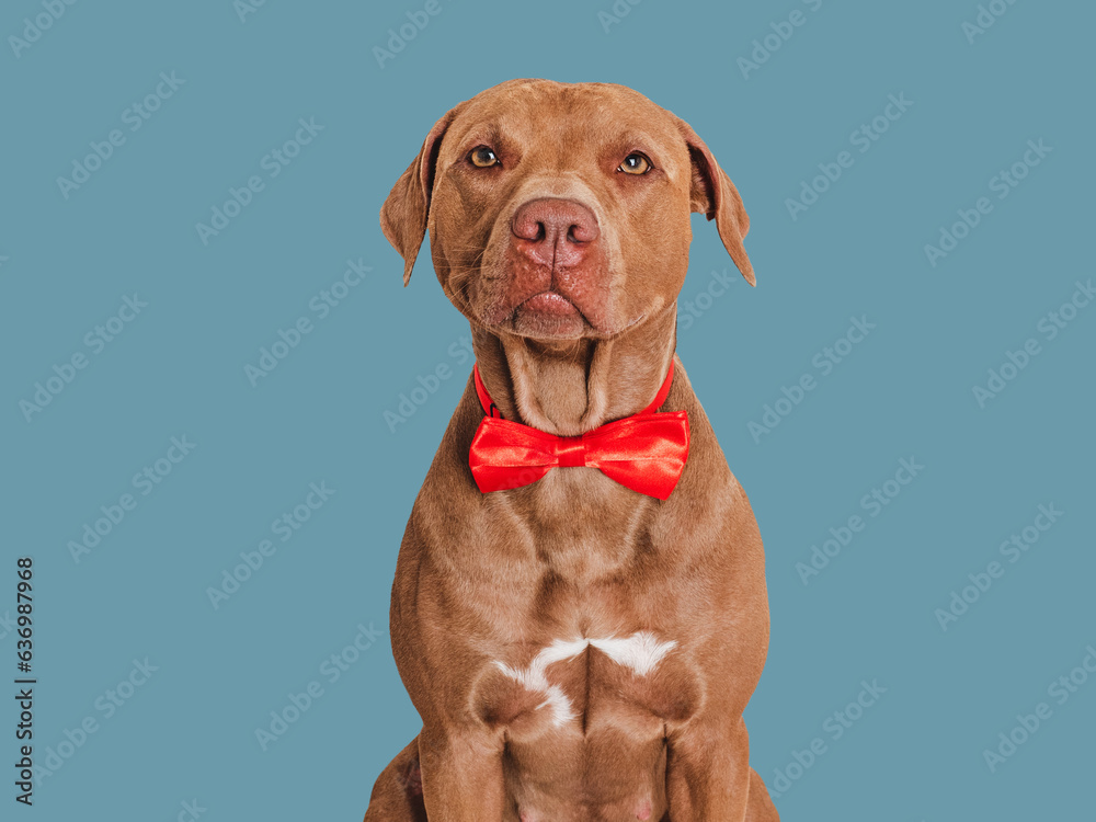 Cute brown puppy and bow tie. Close-up, indoors. studio shot. Congratulations for family, relatives, loved ones, friends and colleagues. pet care concept Cute brown puppy and bow tie. Close-up, indoors. studio shot. Congratulations for family, relatives, loved ones, friends and colleagues. pet care concept