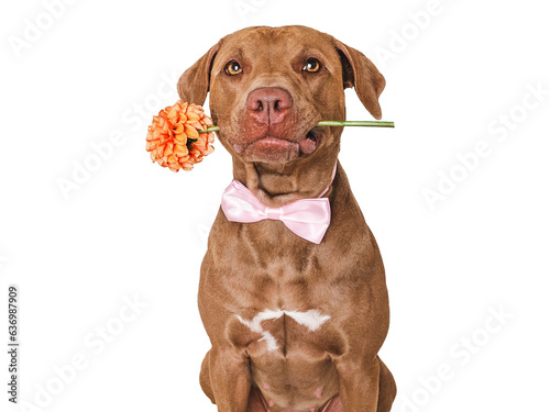 Cute brown dog, bow tie and bright flower. Close-up, indoors. Studio shot. Congratulations for family, relatives, loved ones, friends and colleagues. Pets care concept