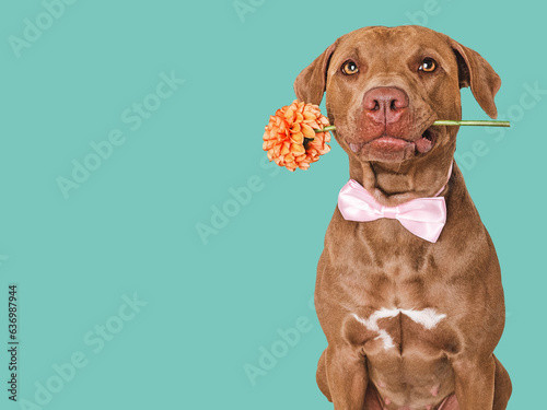 Cute brown dog, bow tie and bright flower. Close-up, indoors. Studio shot. Congratulations for family, relatives, loved ones, friends and colleagues. Pets care concept