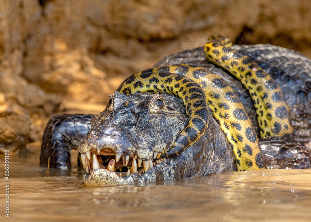 Discover The Deadly Secrets Of Caiman And Anaconda Diets - qc7u247