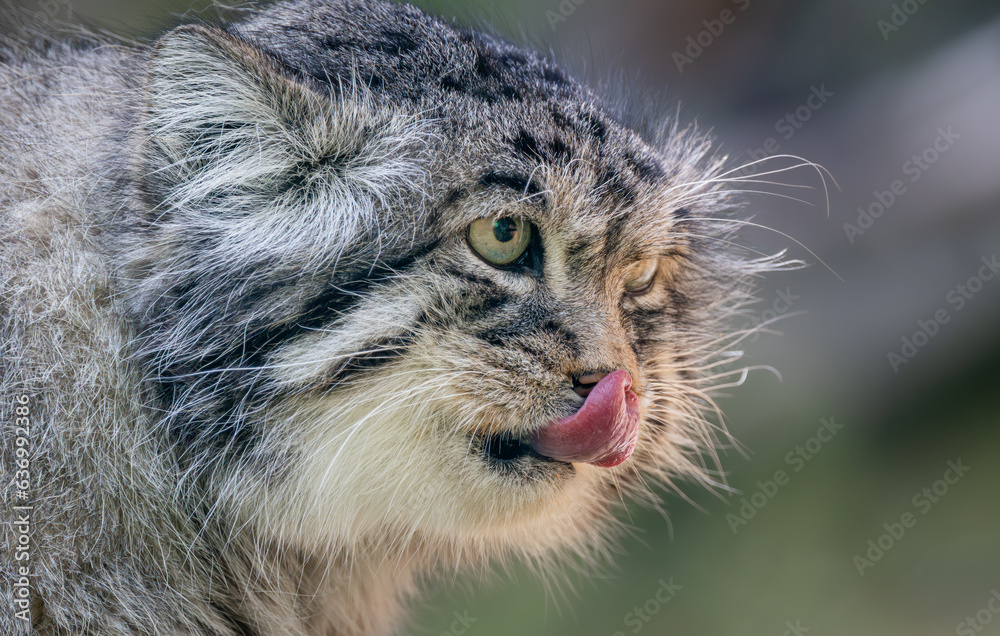 Pallas's cat (Otocolobus manul), also known as the manul, is a small wild cat with long and dense light grey fur, and rounded ears set low on the sides of the head.