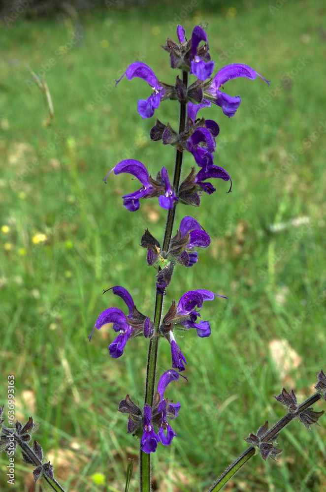 Salvia pratensis, Sauge des prés Salvia pratensis, Sauge des prés