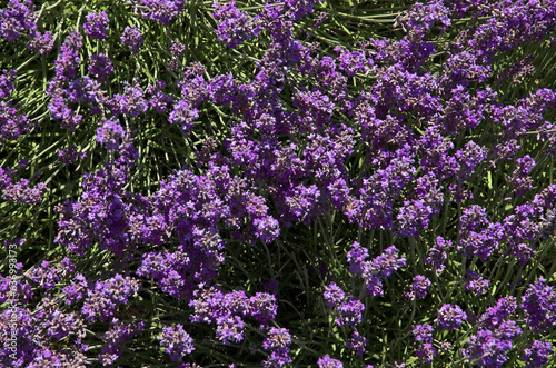 Lavendula x intermedia   Lavandin  Culture   Provence  plateau de Valensole 04  Alpes de Haute Provence  France