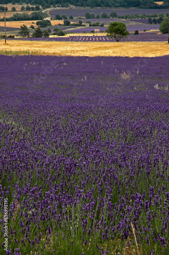 Lavendula x intermedia,  Lavandin, Culture , Provence, plateau de Valensole 04, Alpes de Haute Provence, France photo