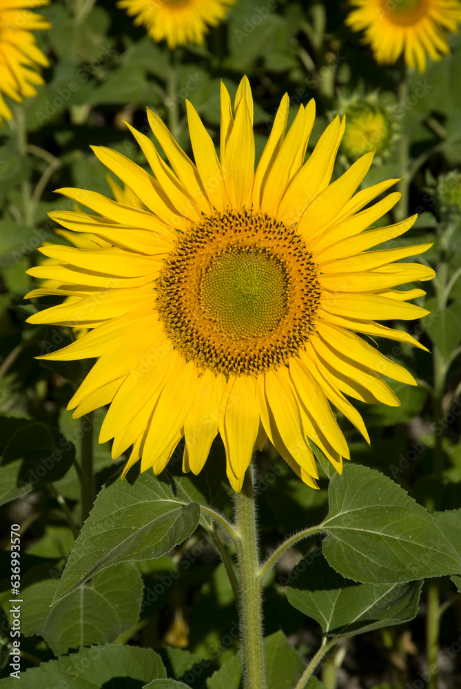 Fototapeta premium Helianthus annuus, Tournesol