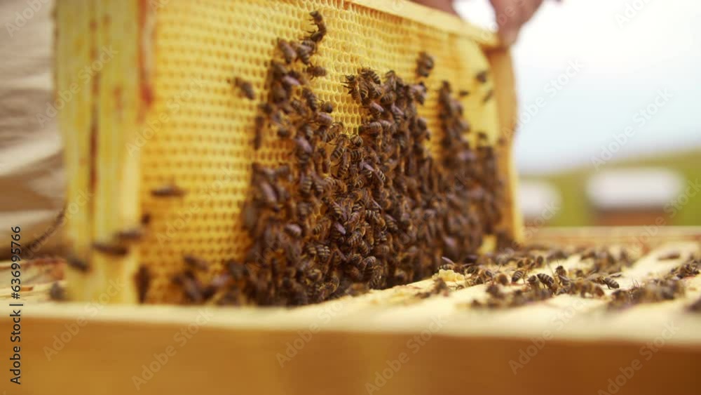 Close-up. At ecology bee farm beekeeper removes honeycomb beehive frame with honey bees. Beekeeper's hands holding frame of honeycomb outroors. Natural production. Beekeeping business. Close-up. At ecology bee farm beekeeper removes honeycomb beehive frame with honey bees. Beekeeper's hands holding frame of honeycomb outroors. Natural production. Beekeeping business.