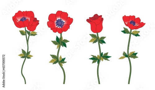 Set of four red Anemone flowers. Blossomed floral plant, blooms and leaf. Vector illustration isolated on transparent background. 