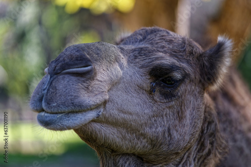 Gros plan sur un chameau © PPJ
