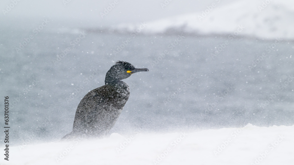Fototapeta premium European shag, common shag (Phalacrocorax aristotelis) in snow at Hornøya, Norway