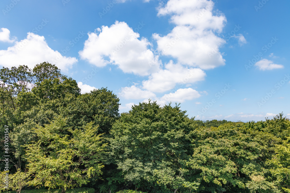 瑞々しい新緑と青空