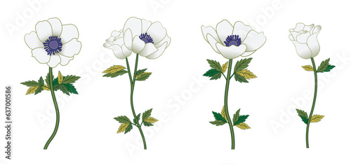  Set of four white Anemone flowers. Blossomed floral plant, blooms and leaf. Vector illustration isolated on transparent background.