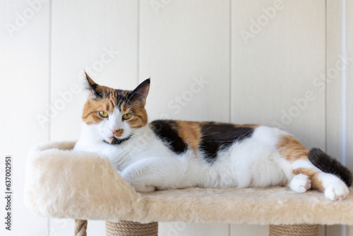 Beautiful domestic tricolor cat with yellow (amber) eyes lies on the cat play complex indoors and looking at the camera. Selective focus, close-up. photo