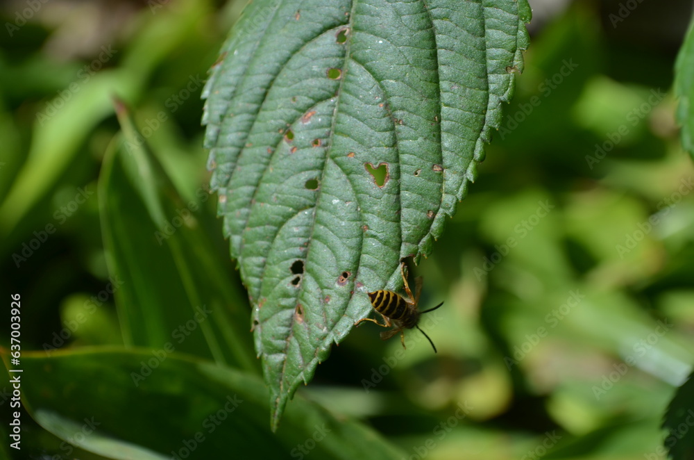 wasp not leaf wasp not leaf
