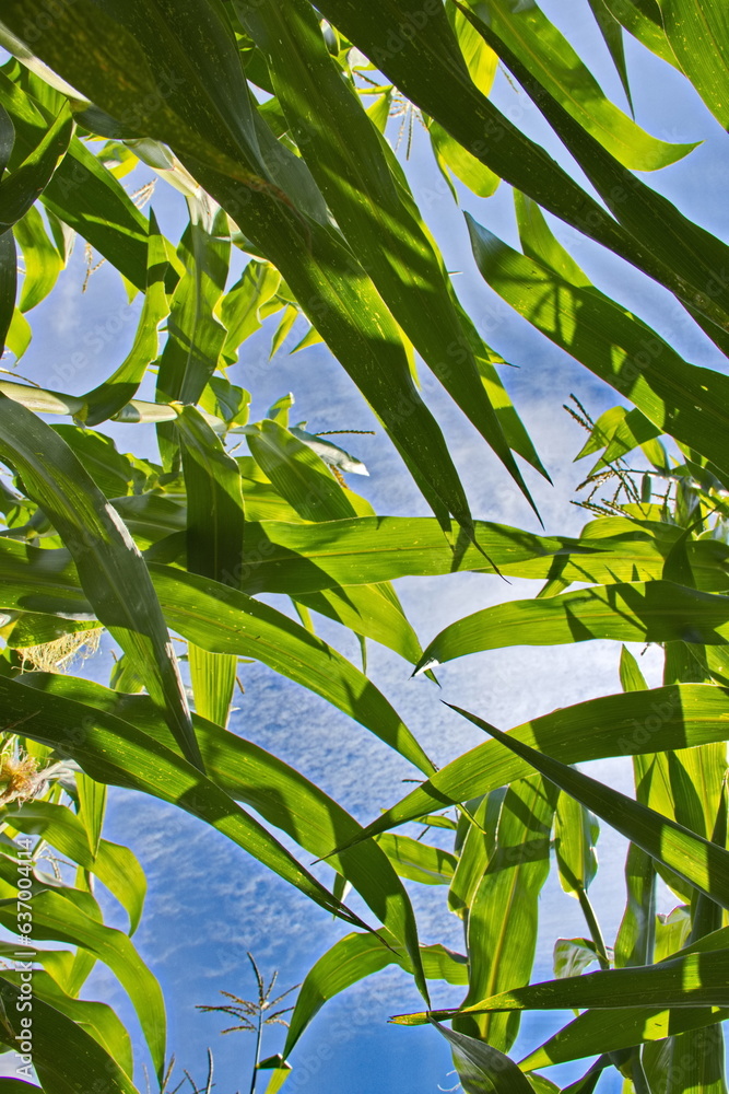 Fototapeta premium corn, essen, cob, gemüse, gelb, isoliert, mais, ackerbau, weiß, gesund, natur, frisch, roh, green, ernte, süss, getreide, pflanze, reif, tier, gras, bio, vegetarier, zuckermais futtermais maisfeld m