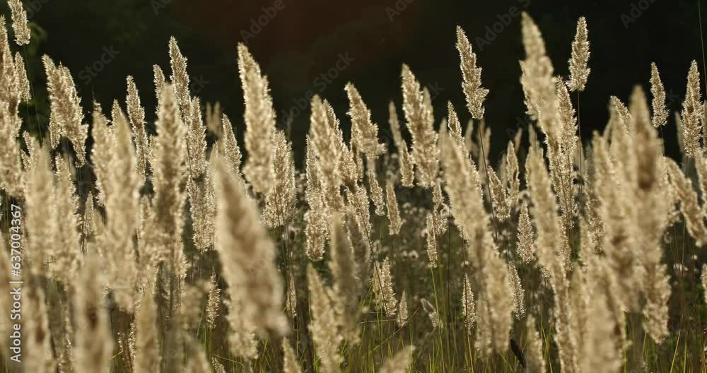 grass silhouette at sunset. ears of sunlight wild grass silhouette a evening nature background concept. field in the park. wind sway grass silhouette landscape grass silhouette at sunset. ears of sunlight wild grass silhouette a evening nature background concept. field in the park. wind sway grass silhouette landscape