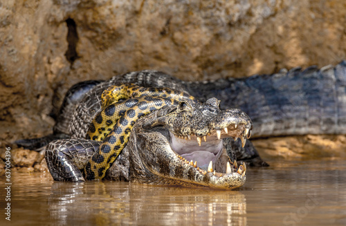 Cayman  Caiman crocodylus yacare  vs Anaconda  Eunectes murinus . Cayman caught an anaconda. Anaconda strangles the caiman. Brazil. Pantanal. Porto Jofre. Mato Grosso. Cuiaba River.