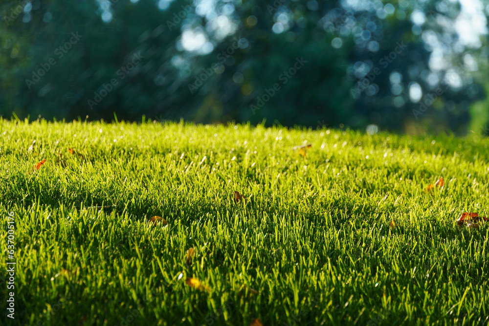 a close view of the lawn in the city park, bright sunlight on the green grass, tree shadows, a beautiful summer landscape