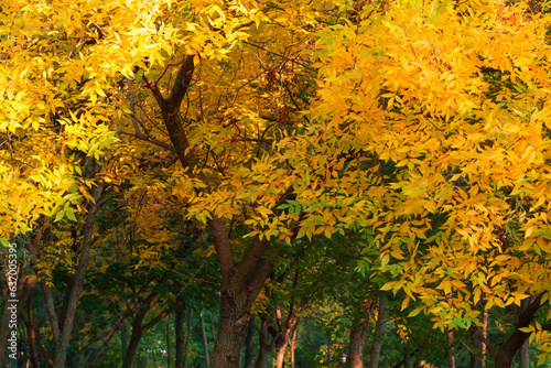 autumn season in the city park, bright sunlight on the yellow leaves of trees, beautiful landscape