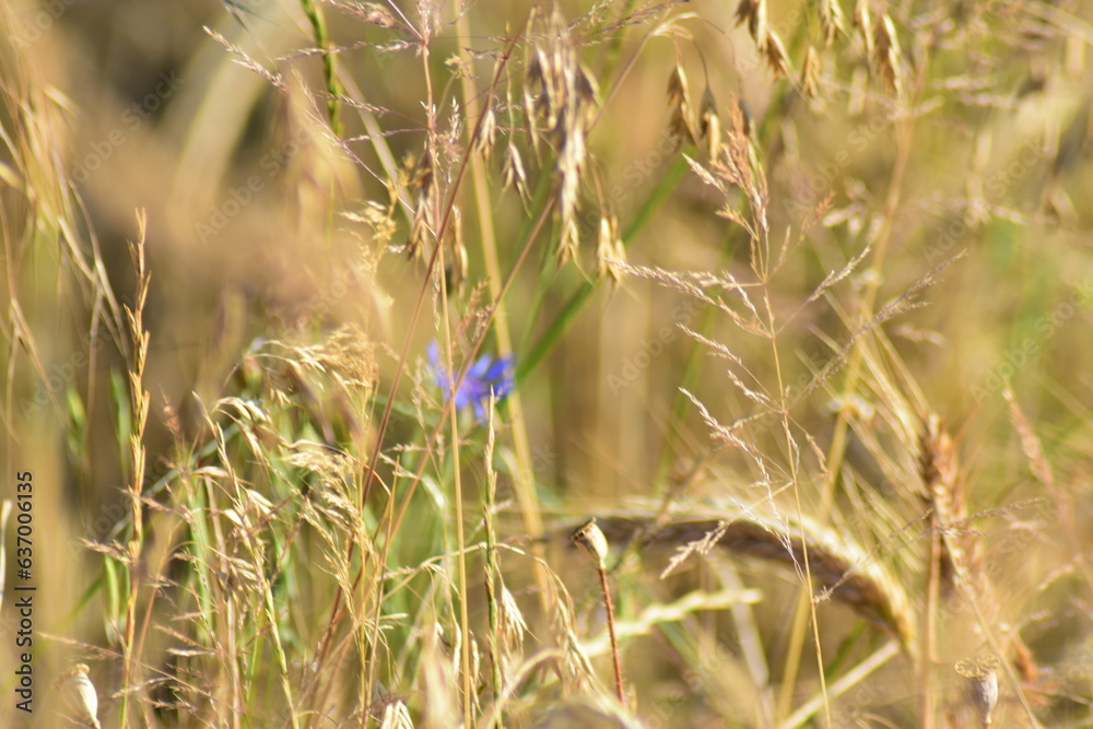 Werra-Meißner-Kreis-Natur-Landschaft-Blumen-Felder-Hessen-Deutschland Werra-Meißner-Kreis-Natur-Landschaft-Blumen-Felder-Hessen-Deutschland