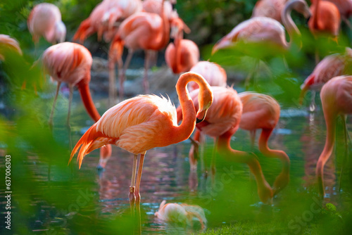 flamingos walking in water with green grasses background.